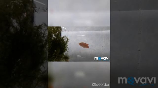 Хромис-красавец.