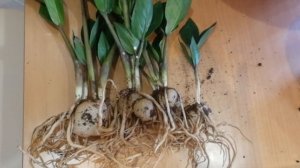 Замиокулькас | Пересадка после покупки | Долларовое дерево