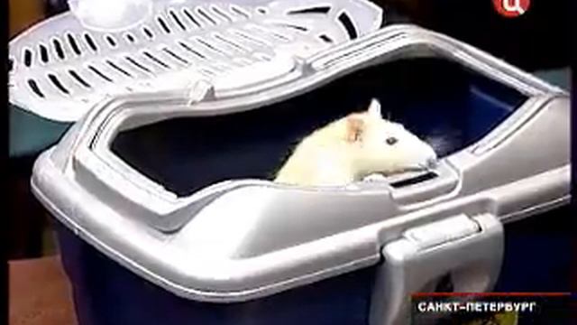 ЧИП. смотреть онлайн