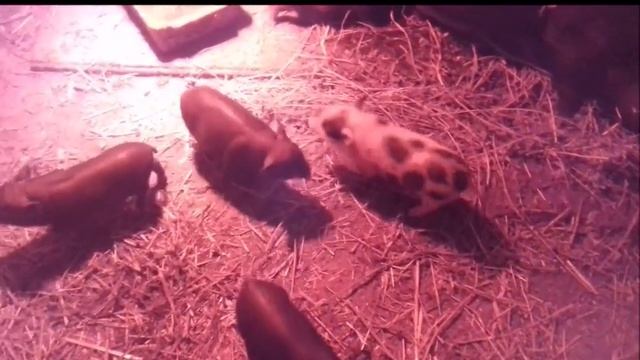 наши маленькие хрюшки / жизнь в деревне смотреть онлайн