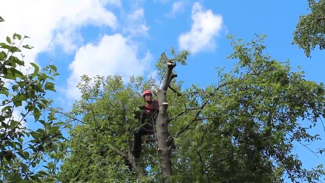 Спил клена ясенелистного www.dendroplan.ru 8(925)522-01-44 смотреть онлайн