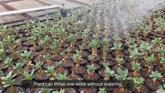 VLOG 136 How To Water Adenium Seedlings In Winter #adenium #adeniumseeds #onlineplantslucknow