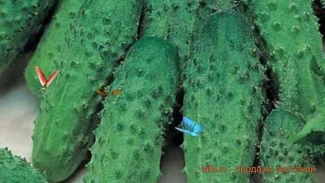 Огурец обыкновенный Герман F1 (german f1) ? Герман F1 обзор: как сажать, семена огурца Герман F1 смотреть онлайн