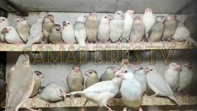 Java Finch Business plan information || جاوا چڑیا کو گھروں میں پال کر کاروبار کریں смотреть онлайн