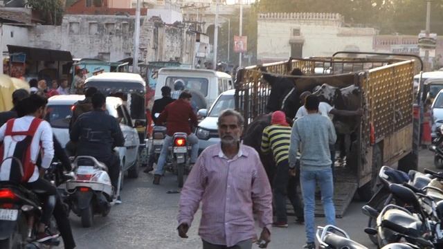 Укрощение коровы(Taming A Cow),Биканер(Bikaner),Раджастан(Rajasthan),Индия(India),03.12.2019