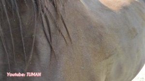 Внешняя Обработка Лошади от клещей, клопов и личинок. Английскую Кобылу.