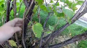 Обрезка красной смородины после сбора урожая