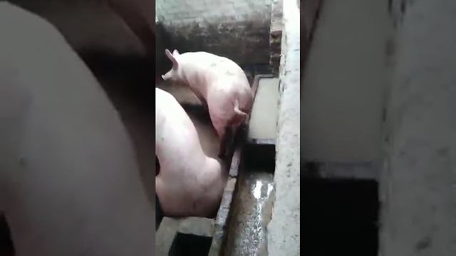небольшой обзор моих свинок. смотреть онлайн