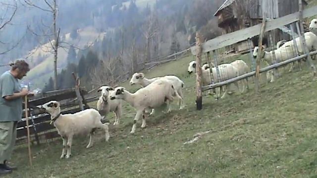 Despre oi :) смотреть онлайн