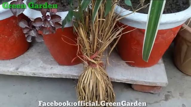 English Rose plant care in Urdu|Hindi |Green Garden смотреть онлайн