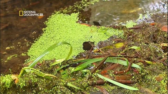 Сербия и Черногорье. Serbia&Montenegro