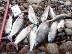 ГДЕ !? ЛОВИТЬ ХАРИУСА ПОЗДНЕЙ ОСЕНЬЮ !