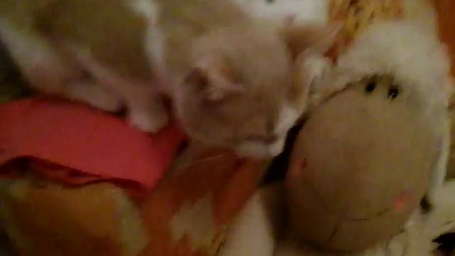Кот снимает клип " Вою на луну " смотреть онлайн