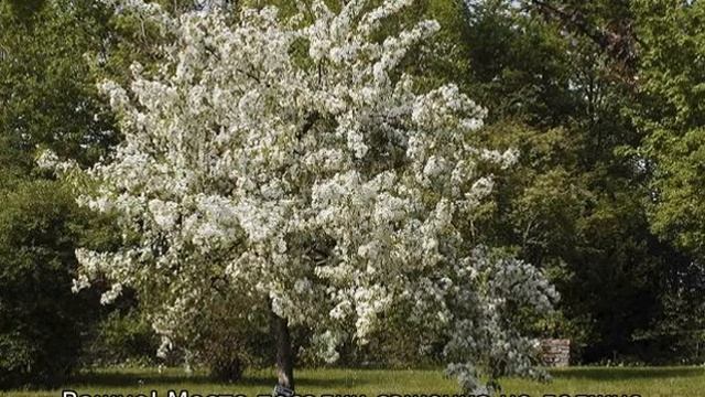 Яблоня Услада