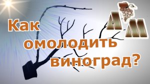 ? Как восстановить запущенный куст винограда?