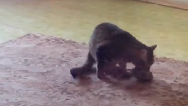 Забавы кастрированного кота