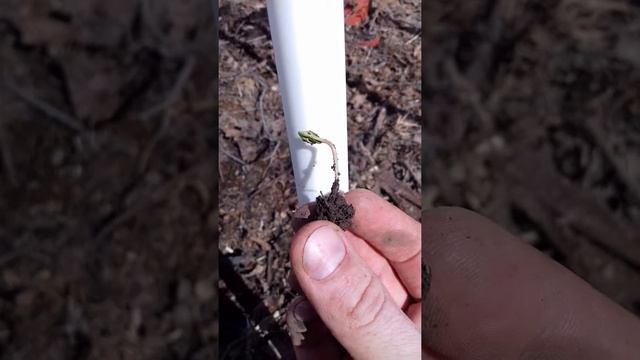 сеянец клёна остролистного смотреть онлайн