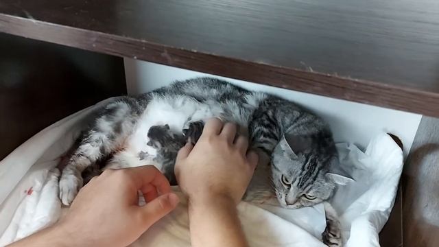 Кошка не умеет кормить новорождённых котят смотреть онлайн