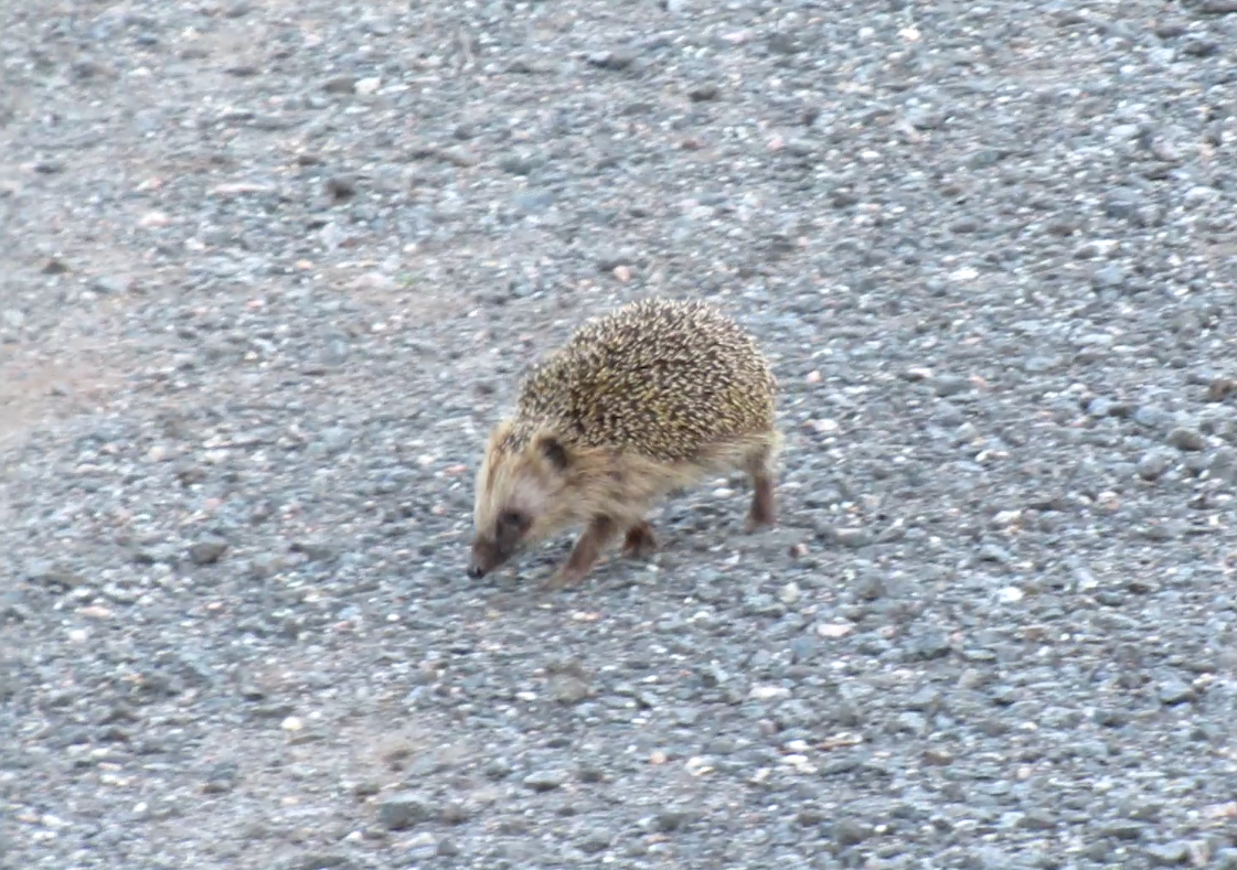 Странный ёж бегает кругами смотреть онлайн