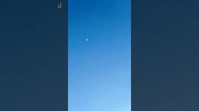 Николаевские торцовые голуби Богачёв. В. Н