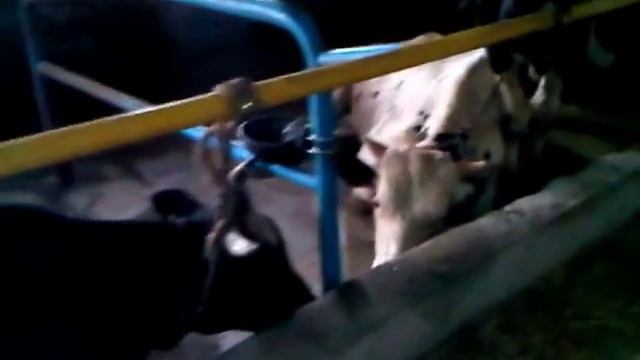 Быки Голштино-фриской породы смотреть онлайн