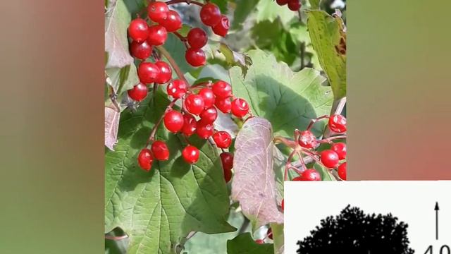 Калина обыкновенная. Viburnum opulus. смотреть онлайн