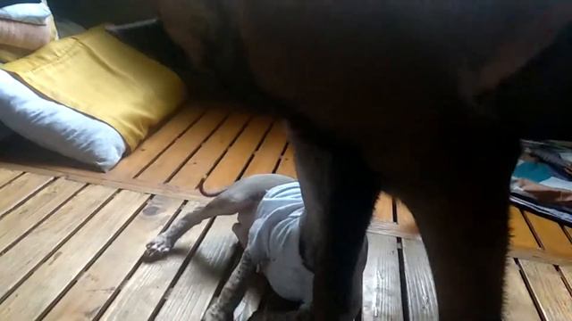 Belgian Malinois and Xoloitzcuintli смотреть онлайн