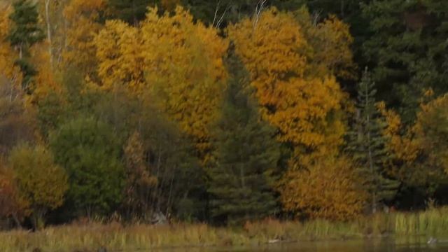 Canon SX60 HS Video Test - Grizzly Bear Swimming смотреть онлайн