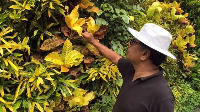Croton plant കൊണ്ട് ഞാൻ നിർമിച്ച വൻ മതിൽ / A great live wall with Croton plants смотреть онлайн
