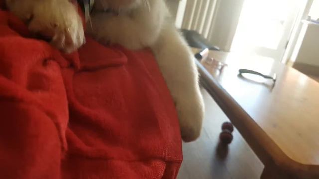 Маламут около 3 месяцев | 3 Month Old Alaskan Malamute