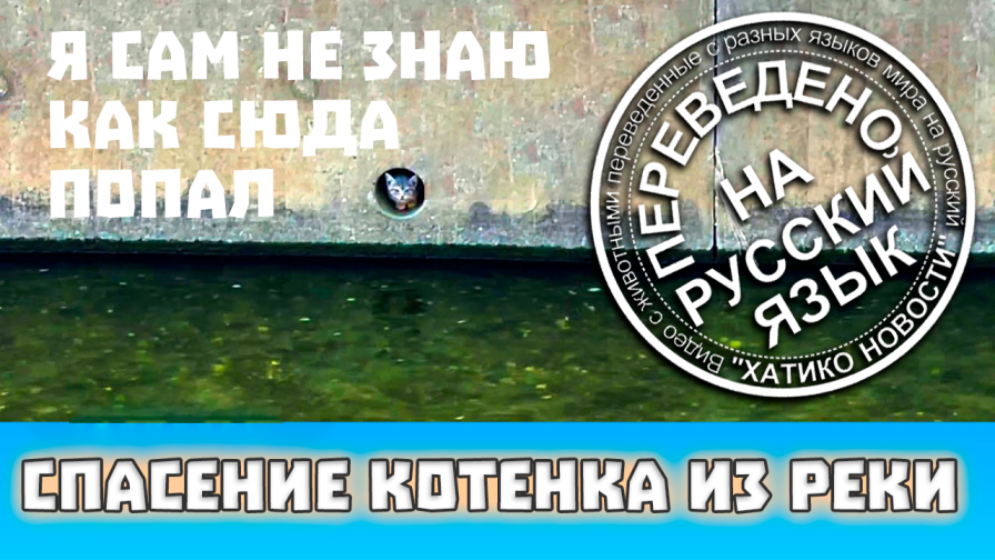 Котенок падает в реку, ломает ногу и взывает о срочной помощи | Переведено на русский | Хатико Новос