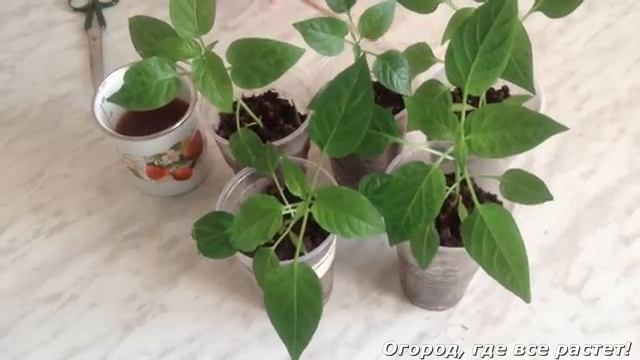 Чудесная подкормка для рассады. И кормит, и лечит.mp4 смотреть онлайн