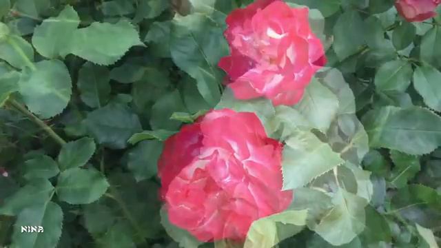 Для Вас СБОРНИК Восхитительно Красивой МУЗЫКИ С. Чекалина с Прекрасными Розами! смотреть онлайн