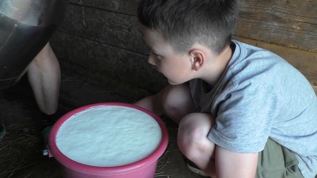 Доение коров доильным аппаратом. смотреть онлайн