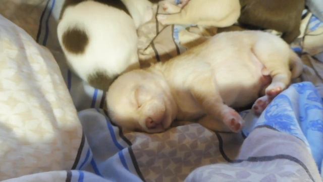 ЗеТоники желают всем ДОБРОГО утра 10/05/2022 щенки ЧИХУАХУА от Зеоны и Энтони / Питомник чихуа РКФ смотреть онлайн