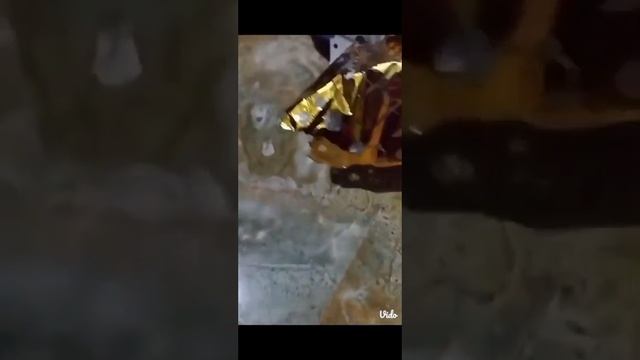 today ???git box смотреть онлайн