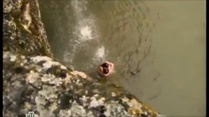 морские дьяволы смерч  кот и мура