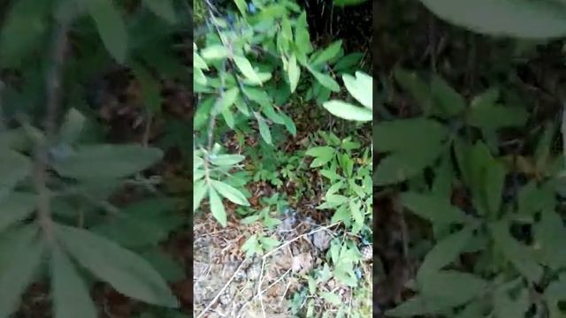 Что Растет на Севере в Огородах на Дачах.Часть 2 смотреть онлайн