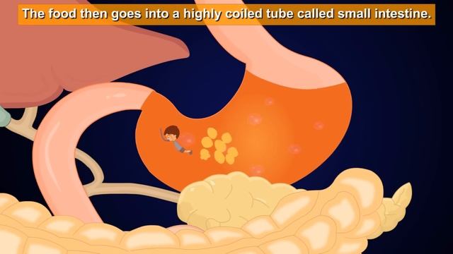 Digestive System of Human Body | #aumsum #kids #science #education #children смотреть онлайн