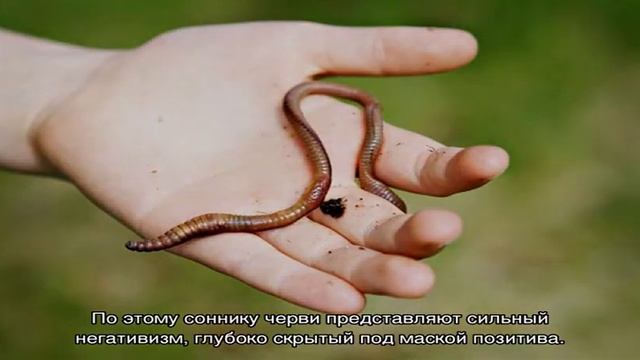 К чему снятся черви по соннику смотреть онлайн