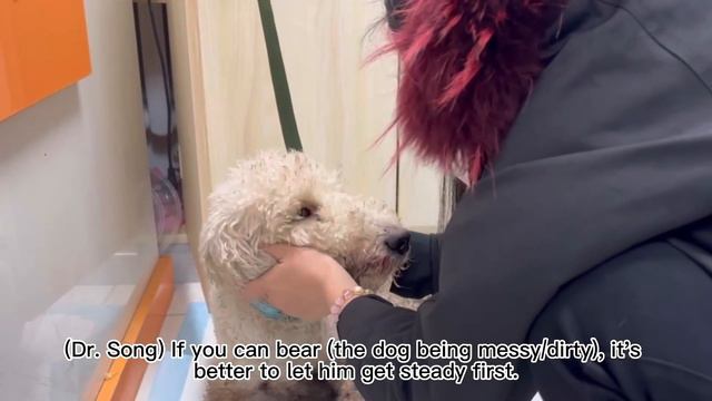 Rescued Brutually Beaten Poodle Being Sent to Dog Meat Restaurant Still Full of Love to Human смотреть онлайн