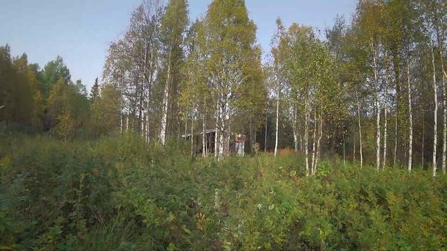 ПОХОДЫ: сушу грибы в избушке и собираю бруснику в медвежьих угодьях. Осенью один в тайге смотреть онлайн