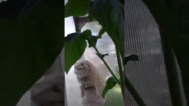 ВТОРАЯ ДАЧА ПАНКА !!!!!!!!!!!!!!!!!!!!!!!!!! смотреть онлайн