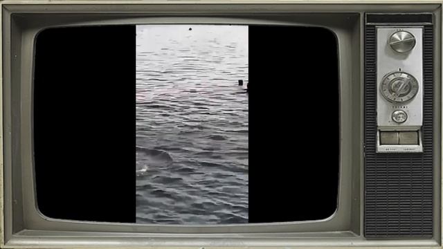 Attacco squalo in Egitto ad Hurghada (01/07/2022) смотреть онлайн