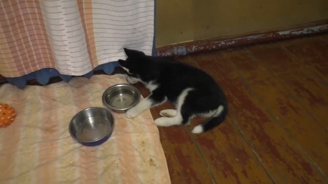 Почему собака воет? 10 причин "плача" собакина. смотреть онлайн