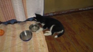 Почему собака воет? 10 причин "плача" собакина.