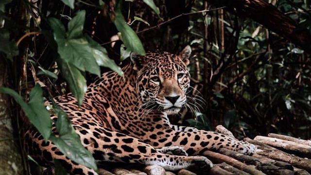 10 REASONS WHY PEOPLE LOVE BELIZE смотреть онлайн