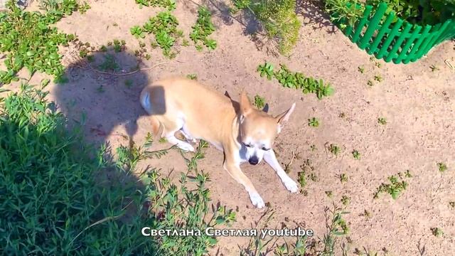 Сбылась Мечта ? Получила в Подарок Слона ? Двух сразу смотреть онлайн