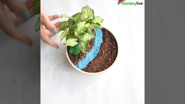 Minature Garden - DIY River Crossing Ducklings | Nurserylive