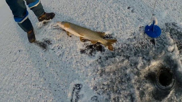 Ловим Крупных Щук в Бастау - День 2. Зимняя Рыбалка на реке Ишим смотреть онлайн